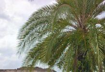 ปัตตานีจัดใหญ่ “Lukis Pattani 2026” รวมศิลปิน 50 ชีวิต วาดเขียนเล่าเรื่องเมืองพหุวัฒนธรรม