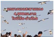 นกนางนวล สะพานแดง 4.000 ก.ม.จากไซบีเรียสู่อ่าวไทย